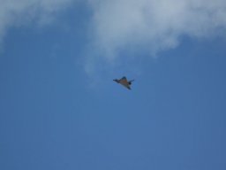 Flugtage